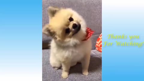 Cute Pets And Funny Animals Compilation - Try not to Laugh
