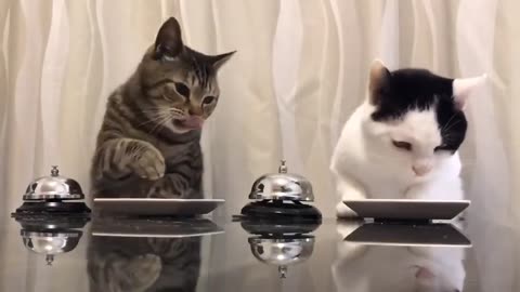 Hilarious Cat Rings Bell for Food 🐱🔔- Adorable Mealtimes
