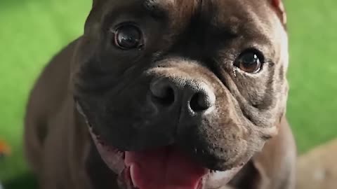 Pit Bull Dog Is The Happiest Boy Since He Got Rescued - BATMAN | The Dodo
