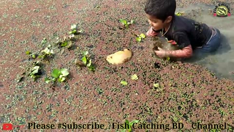 Amazing Hand Fishing -Traditional Boy Big Fishing by Hand in the pond-