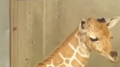 Beautiful animal giraffe