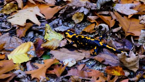Yellow-Spotted Salamander (Everything You Need To Know & How Many will we Find?)