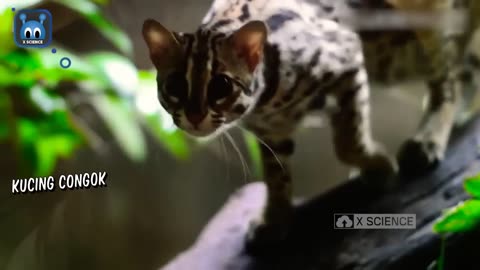 SAD! 6 Types of Forest Cats Native to Indonesia whose Populations are Threatened with Extinction