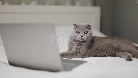 Scottish Fold cat is watching a movie on a laptop