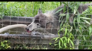 How the PA Wolf Sanctuary uses Mellow Water by Organic Approach