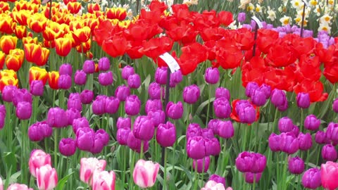 Festival of Holland Tulips! 🌷Tulips Festival Keukenhof