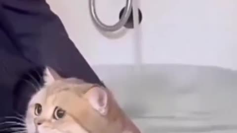 Cat bath