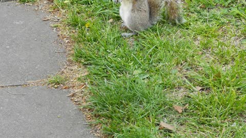 squirrel eating