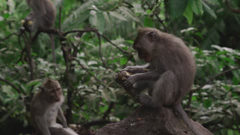 Very adorable monkey is eating a mandarin the woods.