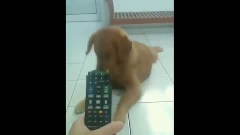 Funny pets videos