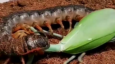 A centipede vs praying mantis #shorts