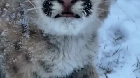 pets top 2 video, 1 don't worry, this cougar cub is not going to freez | funny animals