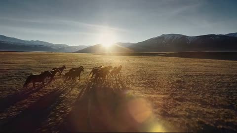 Horses running free in meadow with snow capped mountain backdrop