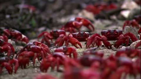 Christmas Crab 🦀 - Amazing Animals_Cut