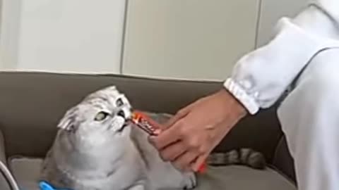 Cat funny😝😆😃 video
