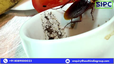 Cockroach Pest Control Delhi