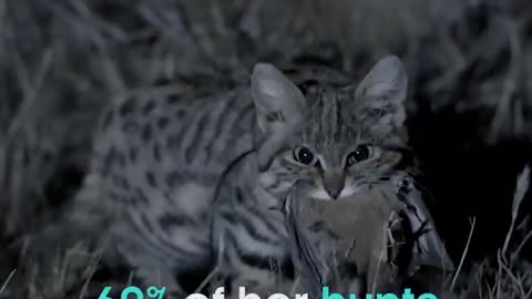 Black-Footed Cat Is The Deadliest Wildcat In The World