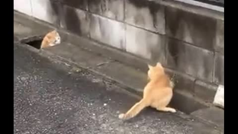 Funny video cat and dog funny kitten