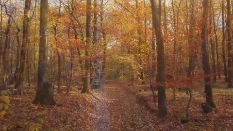 Enchanting Autumn Forests with Beautiful Piano Music