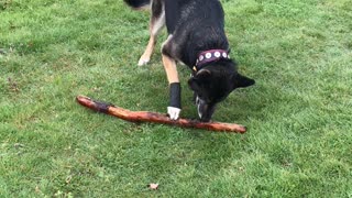 Fiona and her stick