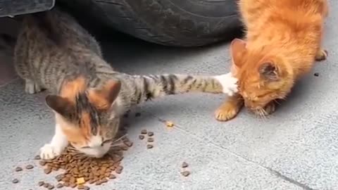 Stingy cat