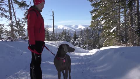 Donovaly 2018 (Luna - weimarský stavač _ weimaraner)