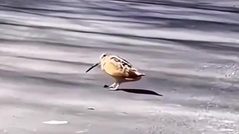 Seabirds dance rhythmically on the beach