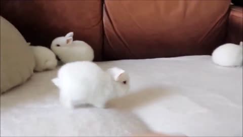 very cute Baby Bunny Rabbits - Compilation
