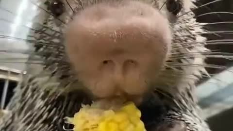 A baby hedgehog eats corn wonderfully