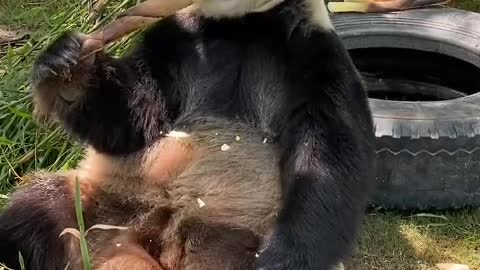 Pandas are chubby and cute even if they don't eat meat