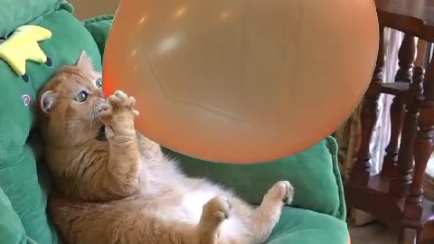 A cat pump a balloon amazing