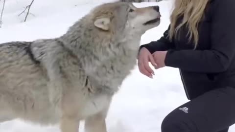 Girl howls with giant wolf