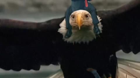 Trump riding an Eagle - LOL