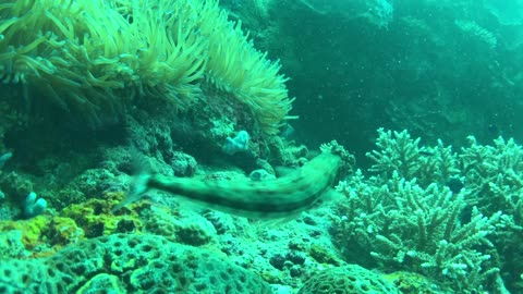 Sea anemone and lizardfish in the coral reef