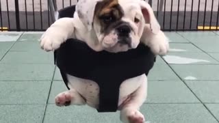 Bulldog puppy swings like a mini wrecking ball