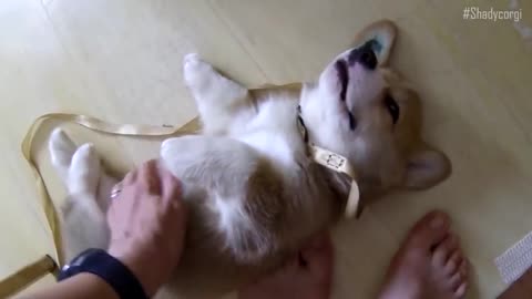 Sleeping Corgi puppy will melt your heart!