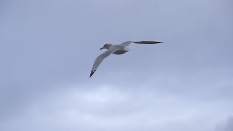 Beautiful view of a bird flying in the sky