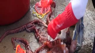 How to boil octopus into delicious food