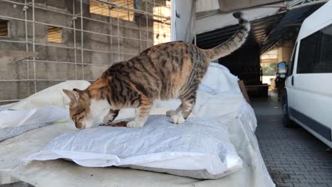 The calico cat who started meowing when she saw the food was very hungry