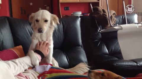 Is This Dog Is The World's Greatest Babysitter? | Funniest Pets Of The Week