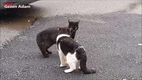 Street cats meoweing and talking - very loudly / cute cats video