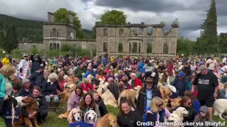 GOOD LADDIE! Hundreds of Golden Retrievers Gather in Scotland for Anniversary of Breed
