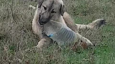 The puppy carries the bottle, he is still trying to open the cap