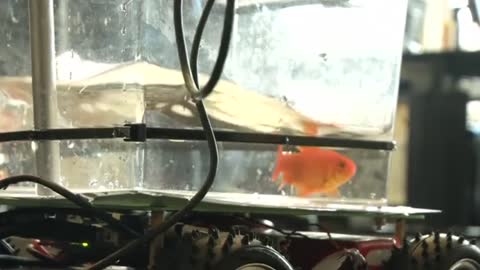 Who says fish can't drive?