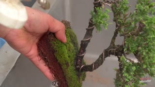 cleaning landscape trees