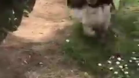 Dog Seems to Enjoy Themself as They Wag Their Tale While Sliding on Slide