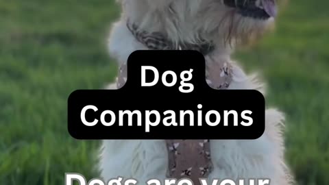 Dog Companions