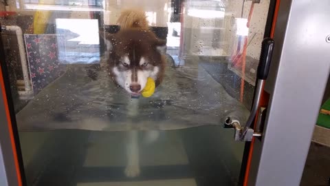 Husky takes ducky with him for physical therapy session