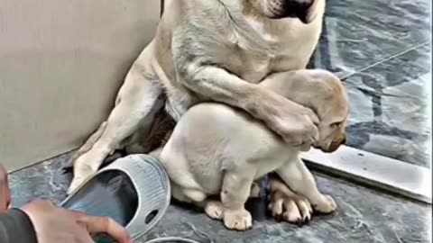 Mother saving baby W