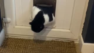 Fat Cat Struggles to Squeeze Through Cat Door